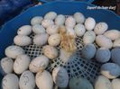 Prima ratusca iesita din ou