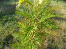 grevillea