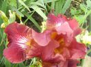 Iris China Night