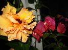 DSC08754