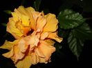 DSC08758