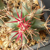 glandulicactus wrightii