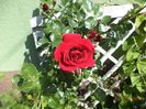 DSC02937