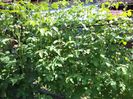 variegata