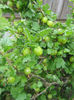 agrise 001