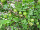 agrise 002