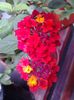 lantana rosie