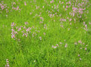 natura 008