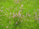natura 009
