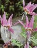 erythronium dens canis 3,89 lei