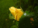 Rose Golden Showers (2014, May 16)