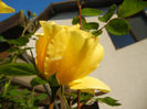 Rose Golden Showers (2014, May 17)
