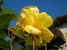 Rose Golden Showers (2014, May 17)