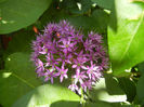 Allium Purple Sensation (2014, May 13)