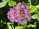 Allium Purple Sensation (2014, May 13)