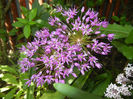 Allium Purple Sensation (2014, May 13)