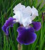 2  iris germanica alb purpuriu 8,18 lei