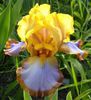 6  iris germanica brown lasso8,29 lei
