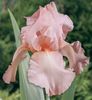 12  iris germanica roz 8,18 lei