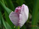 DSCN7420