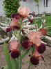 DSCF2850