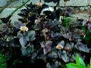 Physocarpus opulifolius diabolo