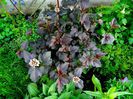 Physocarpus opulifolius diabolo