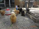 la tara 18.05.2014 113