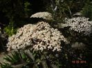 la tara 18.05.2014 244