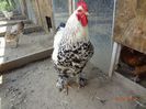 la tara 18.05.2014 158