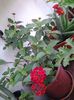 lantana rosie