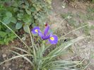 iris holandica