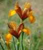 iris holandica bronze beauty0,46 lei