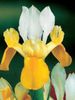 iris hollandica galben alb 0,48 lei