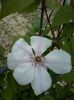 clematis Jan Pawel II
