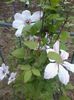 clematis Jan Pawel II