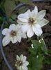 clematis jadwiga krolowa