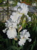 Pure at the iris