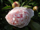 DSCN3350_061