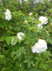 DSCN9676