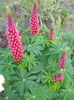 Lupin
