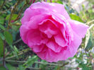 DSCN3371_082
