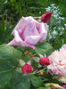 DSCN3354_065