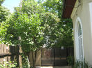 Picture My plants 209