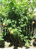 Picture My plants 210