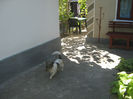 Picture My plants 228