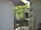 Picture My plants 229