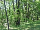 IMG_5225