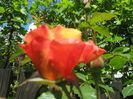 Picture My plants 171