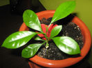Picture My plants 149